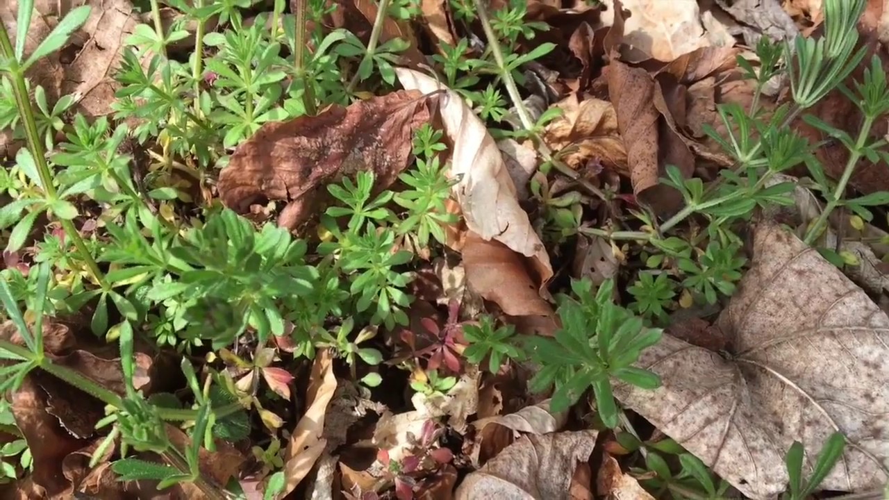 Wildkräuter-ABC Labkraut