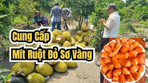 Cam kết Đúng giống _ Mít Ruột đỏ sơ vàng _ Cây Trồng kinh tế Cao