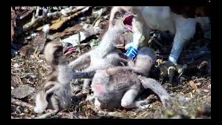 Sibling Rivalry on Osprey Nest 07/06/23 by birdsofpooleharbour 2,421 views 11 months ago 1 minute, 9 seconds