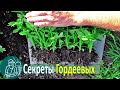 🌱 Вся правда о рассаде 🌿 Опыт и выращивание рассады по технологии Гордеевых