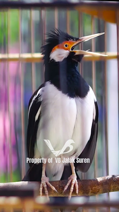 Jalak Suren Gacor Full Isian Materi Mewah Nembak Ngeroll #shorts