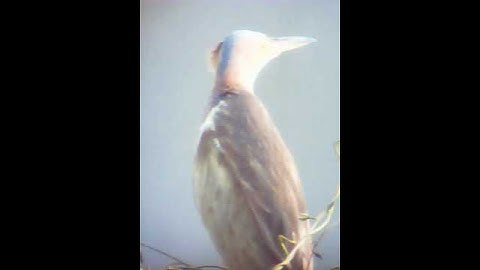 Cò lửa - cò rán