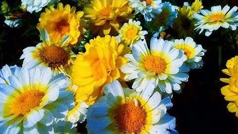 سورة ق كاملة قراءة مبكية ومؤثرة نادرة جداً للشيخ أحمد العجمي 🎧🌸