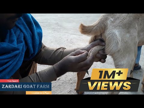 khassi bakra | khassi karane Ka Tarika | بکرے کو خصی کرنے کا طریقہ | Zardari Goat Farm