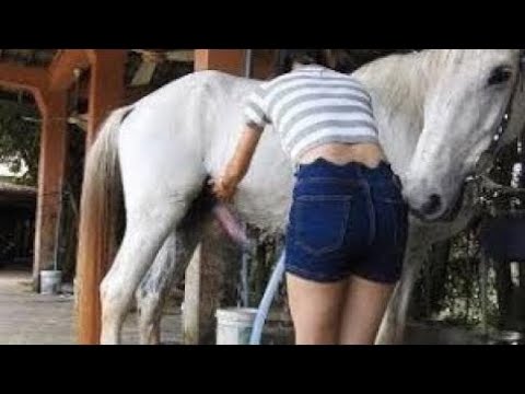 Секс с лошадьми