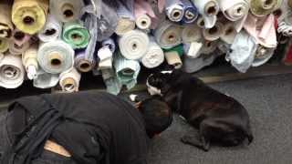 Swatch, the famous dog of Mood Fabrics in New York City
