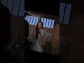 the legend of zorro #brother louie-modern talking