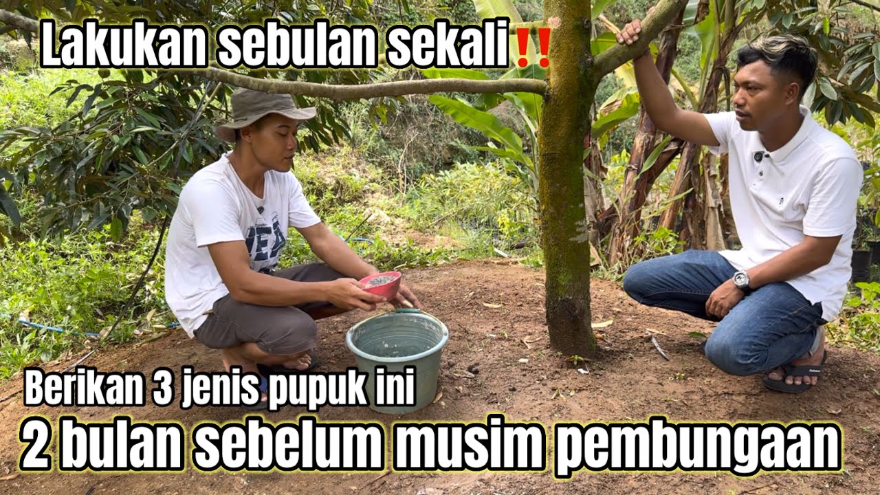 Waktu yg tepat Pemberian pupuk generatif pada pohon durian
