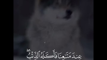سورة يوسف | القارئ سالم الرويلي
