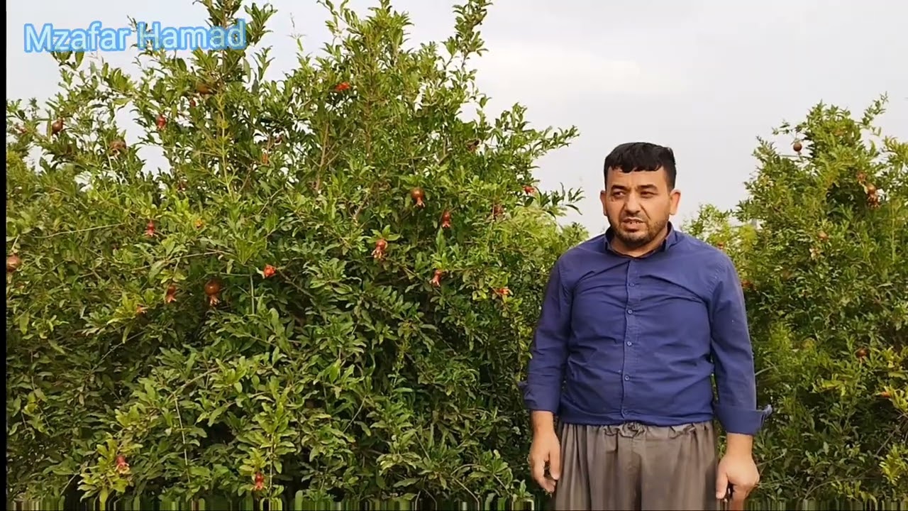 ئەمەش نەتیجەی موتوربە کردنی هەنار.