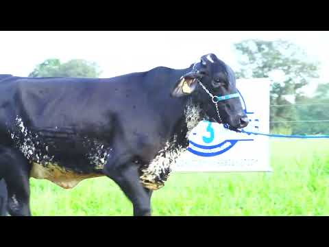 LOTE 25 DIREITA FIV ZZ TOP RANCHO 3 IRMÃOS 1612 CN