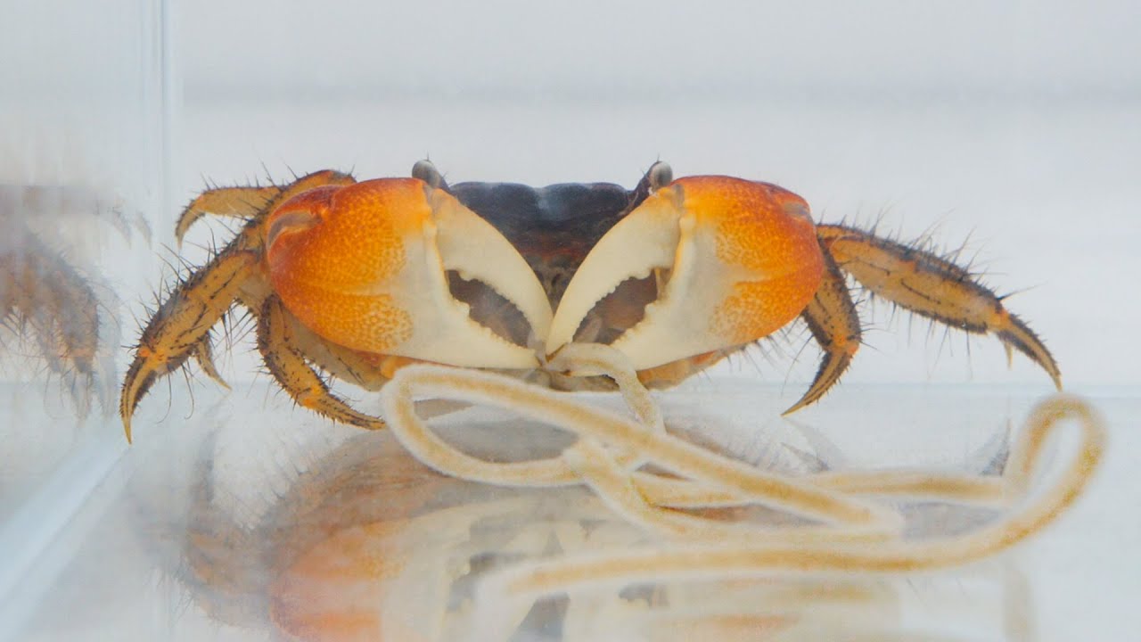 Crab Eating Noodles YouTube