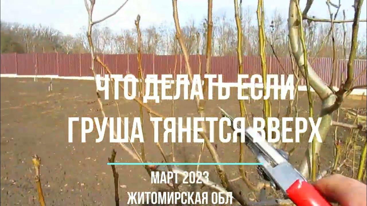 Как обрезать грушу растущую вверх. Формировка груши горизонтально. когда сажать грушу. волчки на груше когда обрезать.
