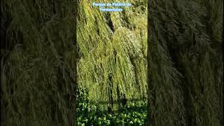 Parque da Pateira de Fermentelos, Distrito de Aveiro, Portugal.