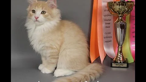 Video 7349101: siberian cattery, siberian male