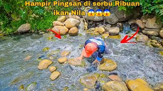 Hampir pingsan Di serbu Ribuan ikan Nila || cuma pakai tangan kosong panen ikan