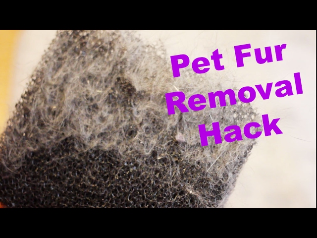 José Ramón Remuiñan on LinkedIn: Pet Hair, Crumbs + Dirt: Clean Up
