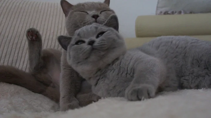 Watch the video about Matka i córka , Donna Summer i Jenny córka British Shorthair Cattery
