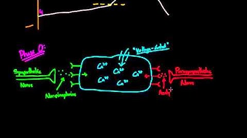 01   Nerve regulation of the heart   01   Changing the AV node delay   chronotropic effect
