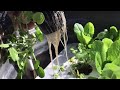 Now is the Time to Start Indoor Hydroponics – Epi-2990
