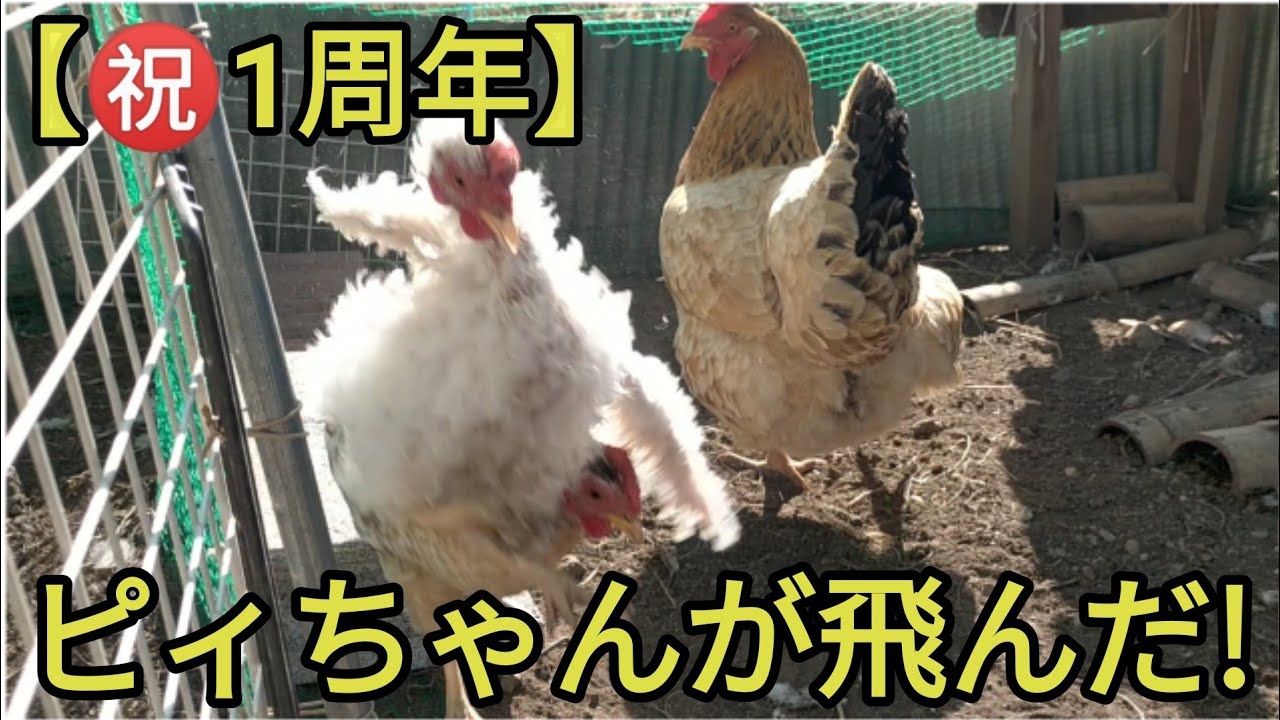 【㊗️1周年】逆毛チャボのピィちゃん！ありがとう!