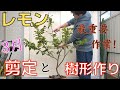 【レモンの剪定・樹形作り】2023.3