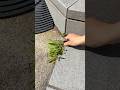 【5分で隙間雑草対策】#PR#shorts #コメリ #komeri #雑草対策
