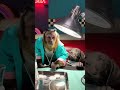 When your surgeon is a monkey! 🍌🐾 #CatMakeover #MonkeyMadness #PetComedy #FurryFriends #ViralVideo