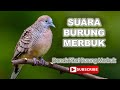 Suara Burung Merbuk Denak. Suara Champion Berhasil Dalam 10 minit.