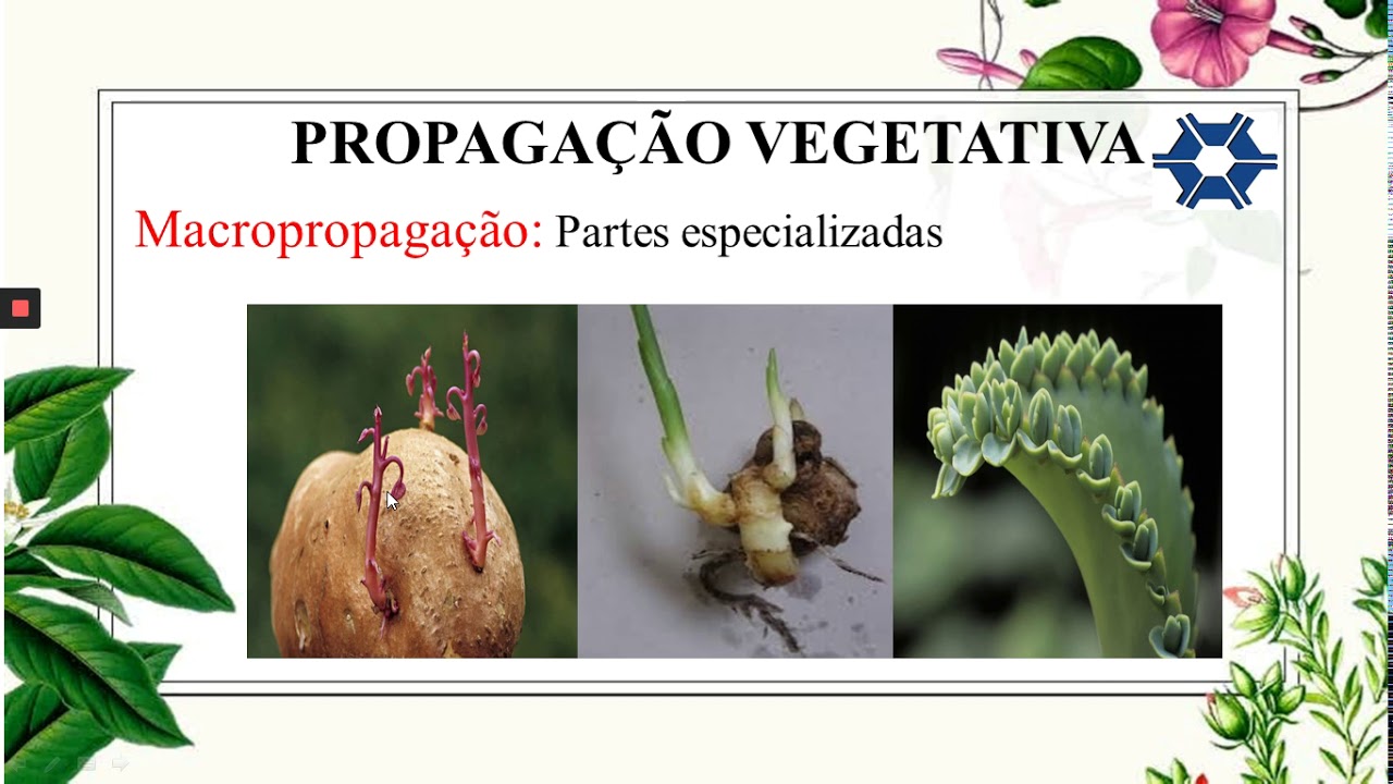 Princípios básicos da propagação vegetativa - YouTube