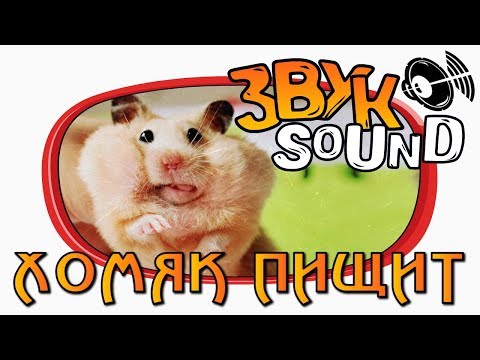 Хомяк пищит ЗВУК / Писк хомяка / Звук хомяка / Hamster SOUND / Hamster FX / Hamster squeaks