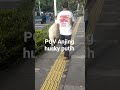 POV Anjing Husky Putih #2000subscribers #4000hours #dogbreed #anjing #animals #husky #huskylife