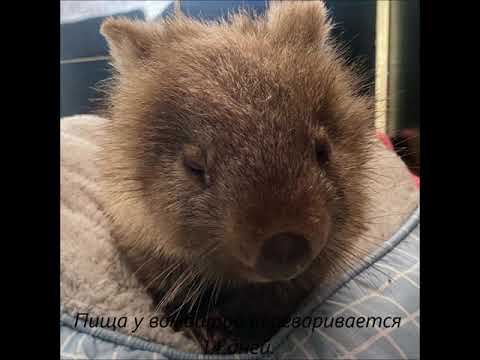 Вомбата Рэя укладывают спать