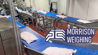 Pork Belly Sorting System