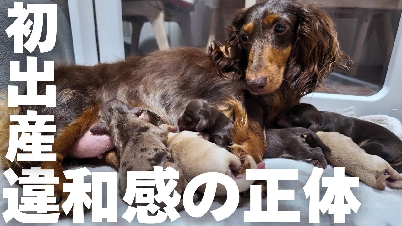 自身が経験した犬の出産の中で初めての事が起こりました