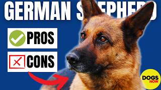 Pros and Cons of German Shepherds | Right Dog For You?