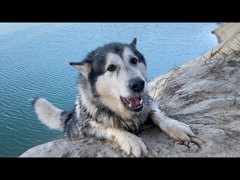 Видео: Как рассказать, есть ли у вашей собаки блохи