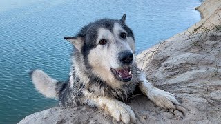 видео: СОБАКА УПАЛА С ОБРЫВА В КАРЬЕР картинка: СОБАКА УПАЛА С ОБРЫВА В КАРЬЕР