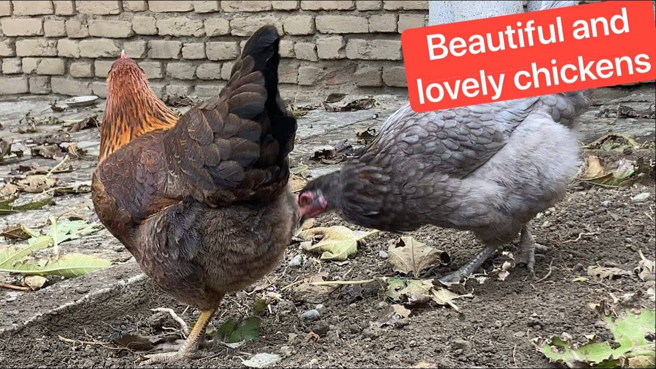 Fall Leaves Feeding Time | Chickens and Rooster Under the Fig Tree