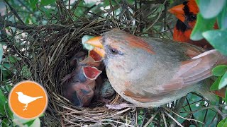 Cardinal Parents Care for Tiny Chicks in the Nest
