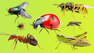 НАСЕКОМЫЕ ДЛЯ ДЕТЕЙ / Учим названия, звуки и голоса насекомых