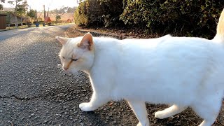 野良猫に赤い屋根の家に案内された