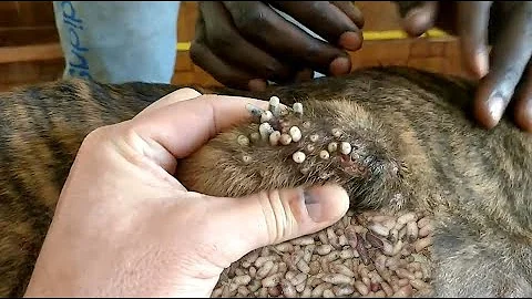 犬からワームを取り除くRemoving mangoworm in dog #52 - DayDayNews