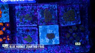 Stock Spotlight: ECC Blue Hornet Zoanthid Frag