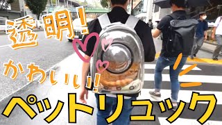 【おすすめ！ペットキャリーバック】猫リュックで渋谷の街をお散歩！透明だからペットが見えてかわいい～ってチヤホヤされちゃった！