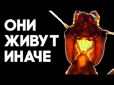 Видео: Кузнечик, который стал социальным - ЭМБИЯ. Удивительные способности удивительного насекомого!