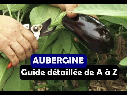 Vidéo: Culture d'aubergines thaïlandaises : variétés et utilisations d'aubergines thaïlandaises dans le jardin