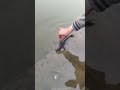Why Are People Removing This Aquarium Fish? 😱