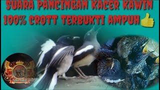 suara pemacu birahi kacer agar langsung kawin 100%terbukti ampuh