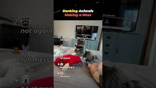 Ranking Animals Making a Mess